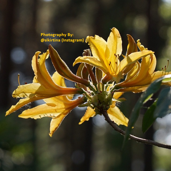 Rhododendrons3