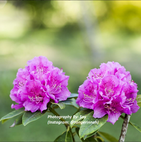 Rhododendrons4
