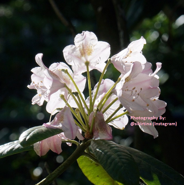 rhododendrons7