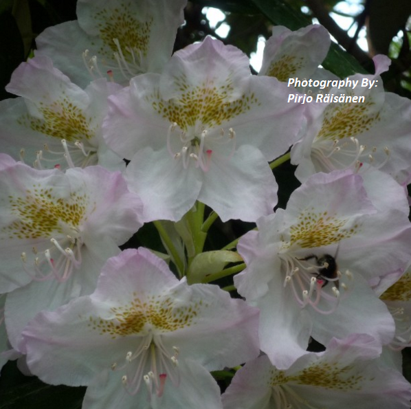 rhododendrons8